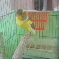 قناری نر قرص بخون مست مست