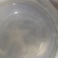 ستاره دریایی زنده|ماهی|بندرعباس, |دیوار