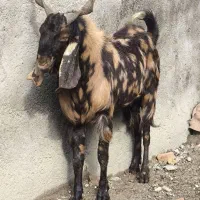 یک عدد تکه یک ساله اصل پلنگی