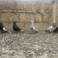 سرور دورگ دم سفید