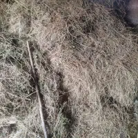 یونجه و کاه وگندوم یارما