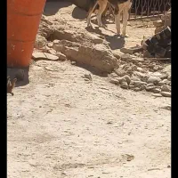 سگ سرابی|سگ|نهاوند, |دیوار