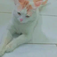 واگذاری رایگان