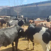 ۲۰ راس گوساله نر چاق سرکدار کوهبنان|حیوانات مزرعه|کوهبنان, |دیوار