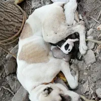 راهنمایی میخام