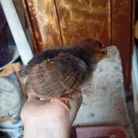 ۴عدد جوجه ۲۰روزه