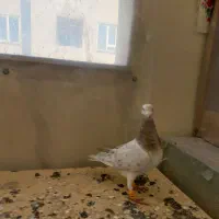 ۲ تا هفرنگ|پرنده|محمدیه-قزوین, |دیوار