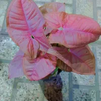 گل طبیعی اگلونماقرمز|گل و گیاه طبیعی|مشهد, ایثارگران|دیوار