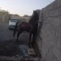 اسب نریان 3ساله