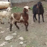 بره نرو ماده جنس