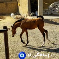 کره مادیان|اسب و تجهیزات اسب‌سواری|شهرکرد, |دیوار