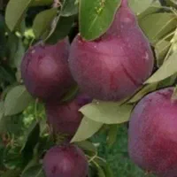 نهال های گلابی گلدانی در رقم های مختلف کاشت الان|خدمات باغبانی و درختکاری|اصفهان, بابوکان|دیوار