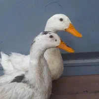 یک‌جفت سالم اردک