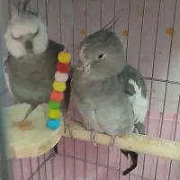 عروس هلندی جفت خورده مولد واقعی|پرنده|اسلامشهر, مظفریه|دیوار