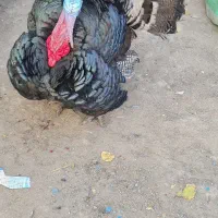 یک جفت بوقلمون|حیوانات مزرعه|تهران, مشیریه|دیوار