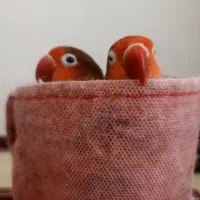 طوطی برزیلی دستی