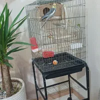 عروس هلندی مولد با ۲ بچه