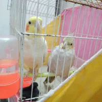 عروس هلندی|پرنده|مشهد, عامل|دیوار