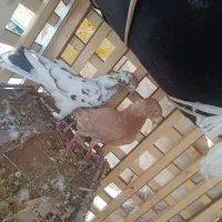 جفت سوسکی و سرخ