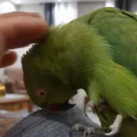 طوطی ملنگو فول دستی|پرنده|صدرا-فارس, فاز ۱|دیوار