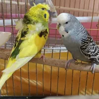 یک جفت مرغ عشق انگلیسی و پروانه ای فوق مولد