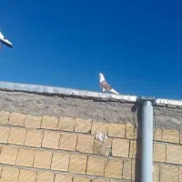 شو سرخ بی کاکول درشت