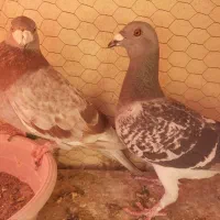 کفتر