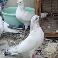 کبوتر کاشونی پرشی|پرنده|پیر بکران, |دیوار