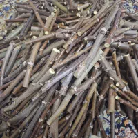 فروش انواع پیوندک گردو دیرگل درجه یک‌با کیفیت