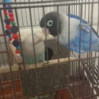 طوطی برزیلی