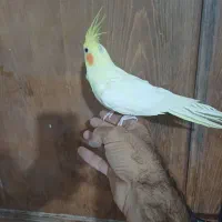 عروس مولد فروش معاوضه بادوچرخه قناری گلدین کفتر