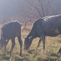 گاو و گوساله جوان|حیوانات مزرعه|قروه, |دیوار