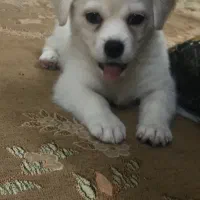 سگ پامر اشتیز