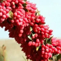فروش زرشک در افوس