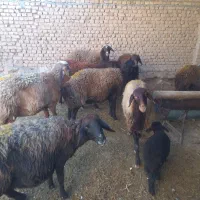 تعداد ۱۰عدد میش افشار بایک عدد قوچ افشار