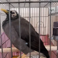 مرغ مینا سخنگو