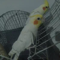 عروس هلندی جفت سخنگو