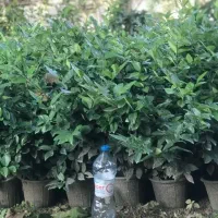 گل یاس گلدان ۳/۵|گل و گیاه طبیعی|واجارگاه, |دیوار