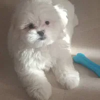 توله مالتیز و پامر ۳ ماهه