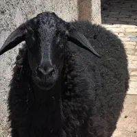 یک راس گوسفند ماده