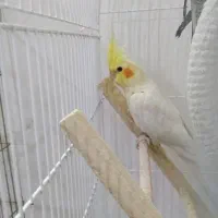 جوجه ۴ ماه عروس هلندی