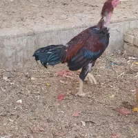 خروس لاری|حیوانات مزرعه|اردکان, |دیوار