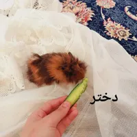 فروش بچه خوکچه‌ هندی مو بلند اصیل|موش و خرگوش|اردبیل, |دیوار