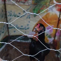 مرغ لاری اصیل|حیوانات مزرعه|بیله سوار, |دیوار