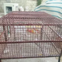 قفس وفن
