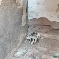 توله|سگ|نیشابور, گنبد سبز|دیوار