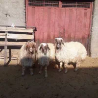 قورچ چرمی صادراتی