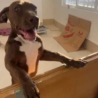 سگ پیت بول|سگ|اصفهان, ملکشهر|دیوار