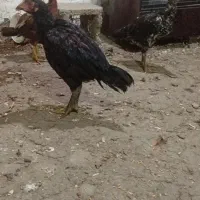 جوجه مرغ و خروس لاری  دوماه نیم اصیل|حیوانات مزرعه|فومن, |دیوار