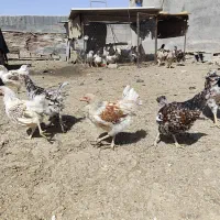 مرغ ویادنت|حیوانات مزرعه|رودشت (اصفهان), |دیوار